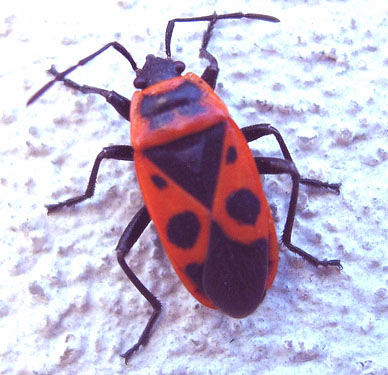 insecto