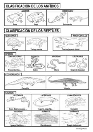 clasificacion de los animales. la clasificación del reino