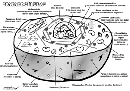 patatocelula