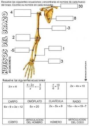 esqueleto-1