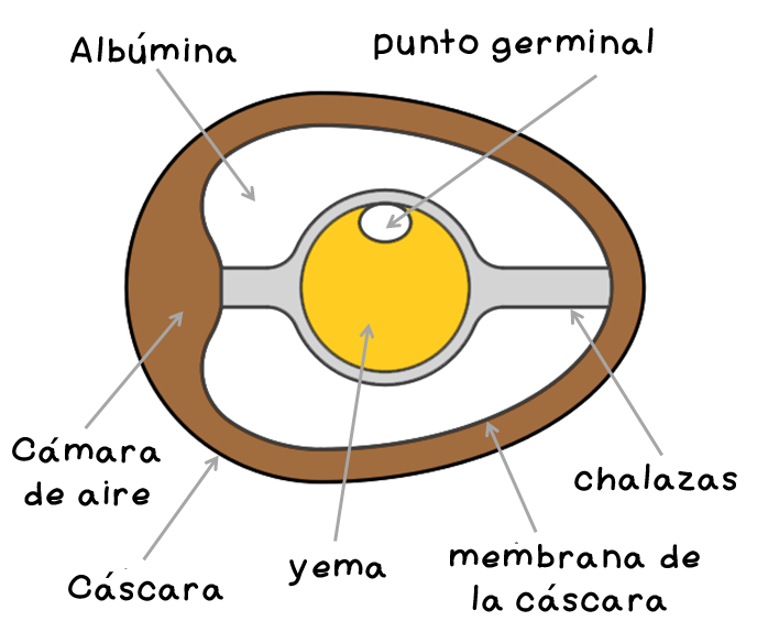 anatomía huevo 1