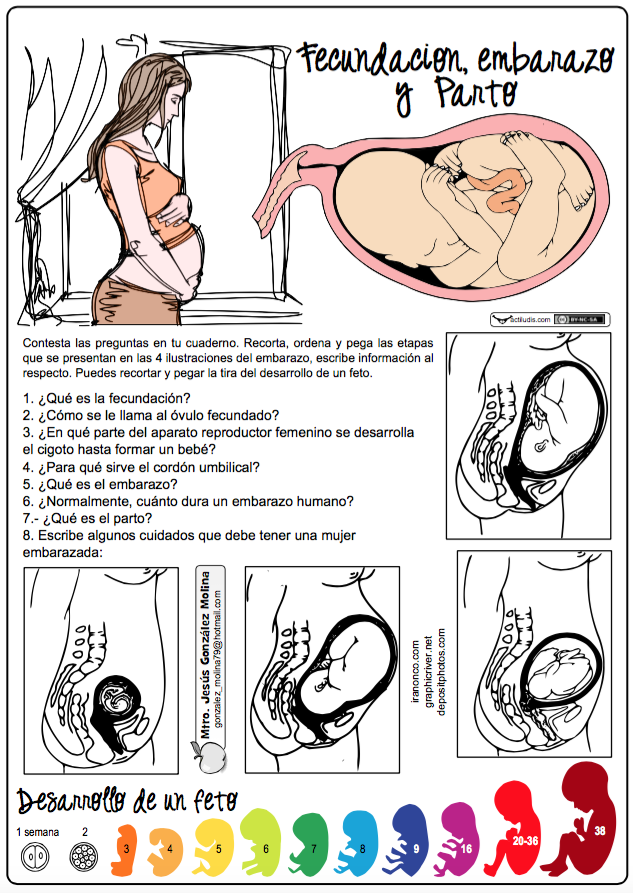 03 Fecundación, embarazo y parto