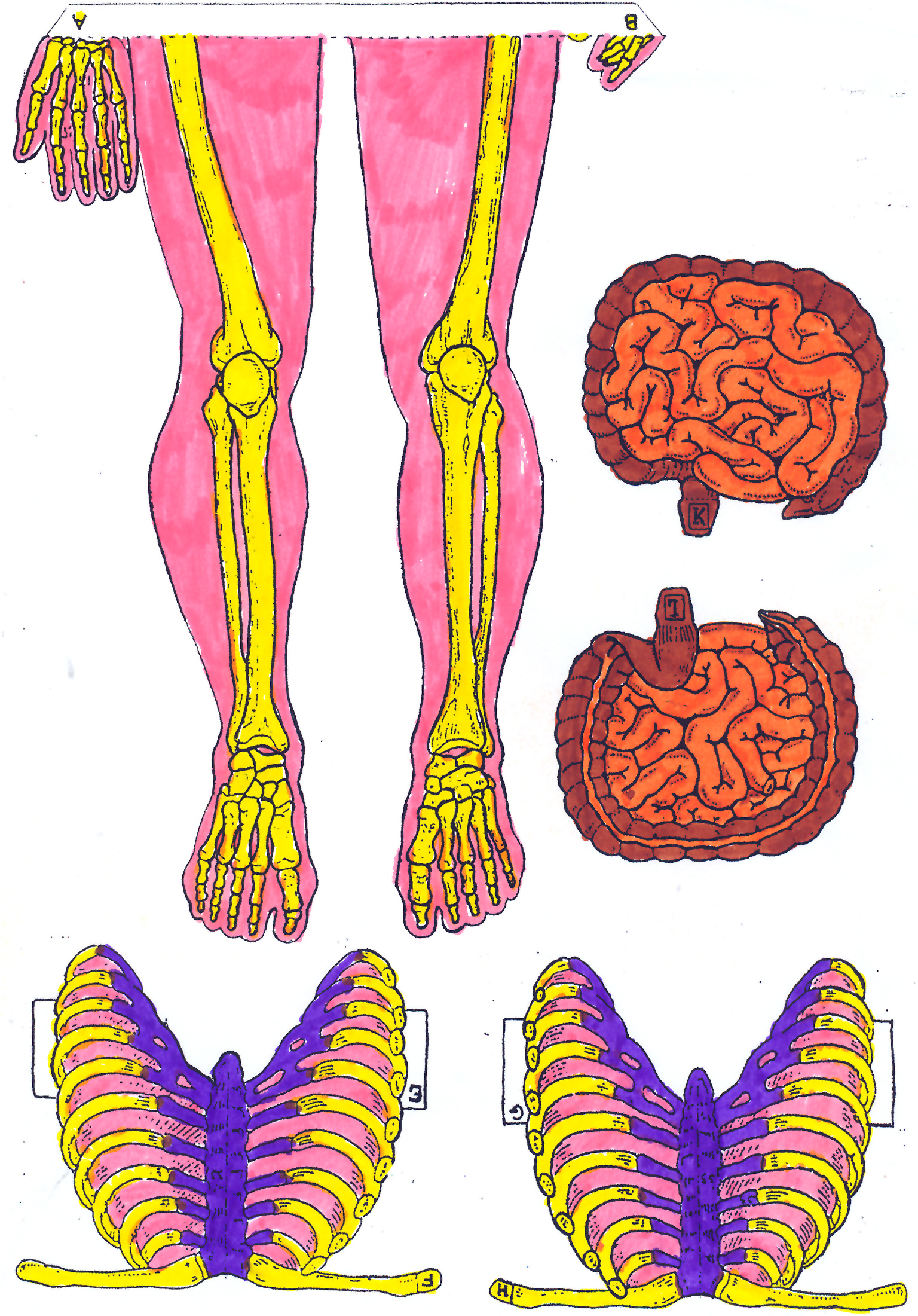 esqueleto-2