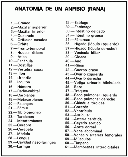 claves_anatomia-anfibio