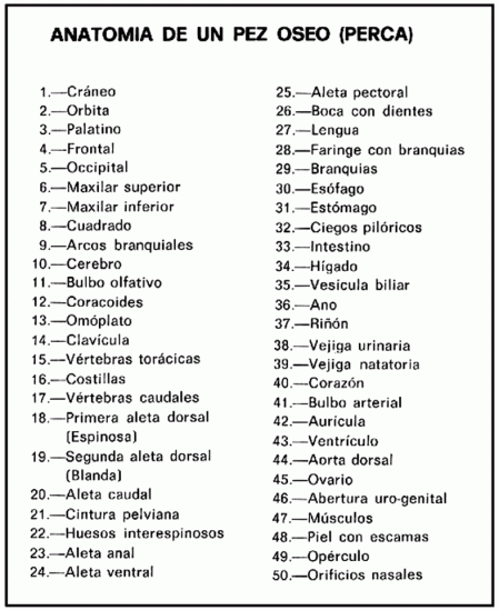 claves_anatomia-pez