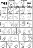 CLASIFICACIÓN DE LAS AVES3