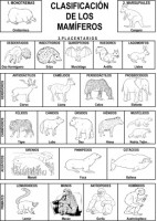 CLASIFICACIÓN DE LOS MAMÍFEROS2[1]-1
