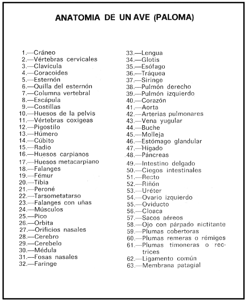 claves_anatomia-AVE