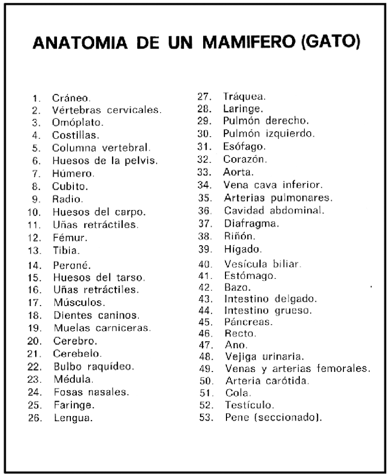 claves_anatomia-mamifero