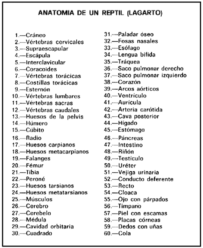 claves_anatomia-reptil