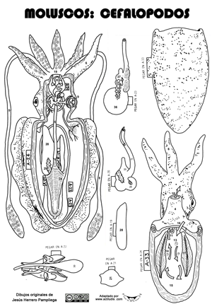 Cefalopodos-sepia
