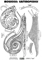 Molusco-gasteropodo-caracol