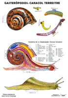 Molusco-gasteropodo-caracol-COLOR