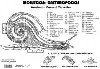 Molusco-gasteropodo-caracol-plantilla