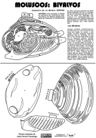 Moluscos-Vivalvo-Almeja