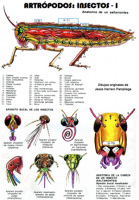 Insectos-SALTAMONTES-Original