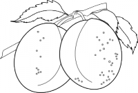 ciruelas