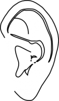 oreja