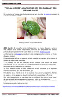 TEXTOS COMPRENSION LECTORA-Tortugas