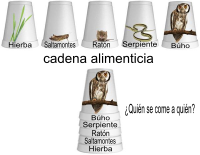 Cadena alimenticia