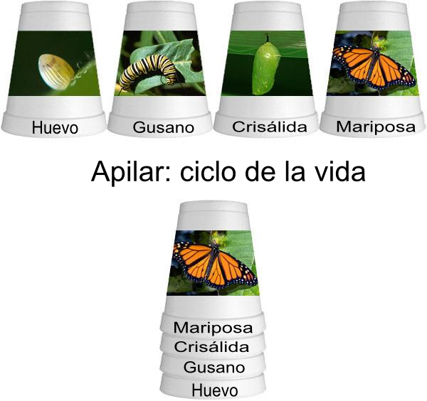 Ciclo de la vida