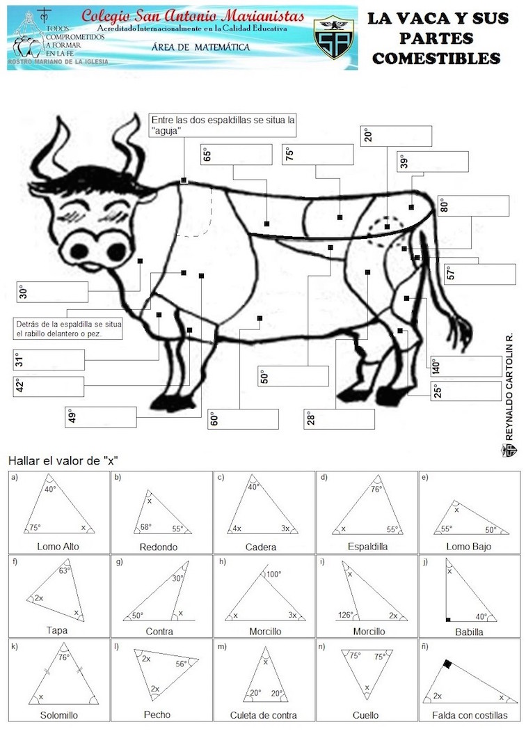 Vaca y sus partes - angulos