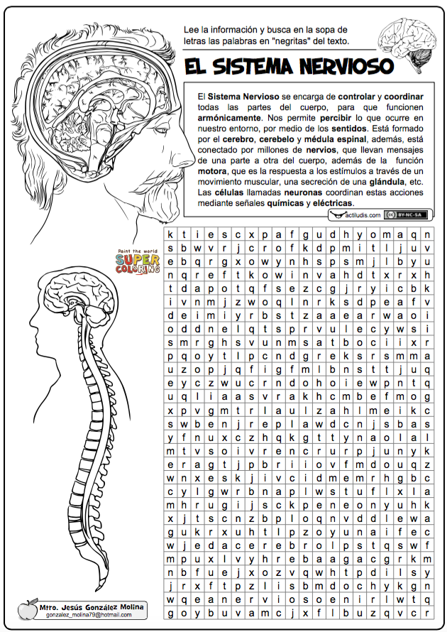 Sistema nervioso