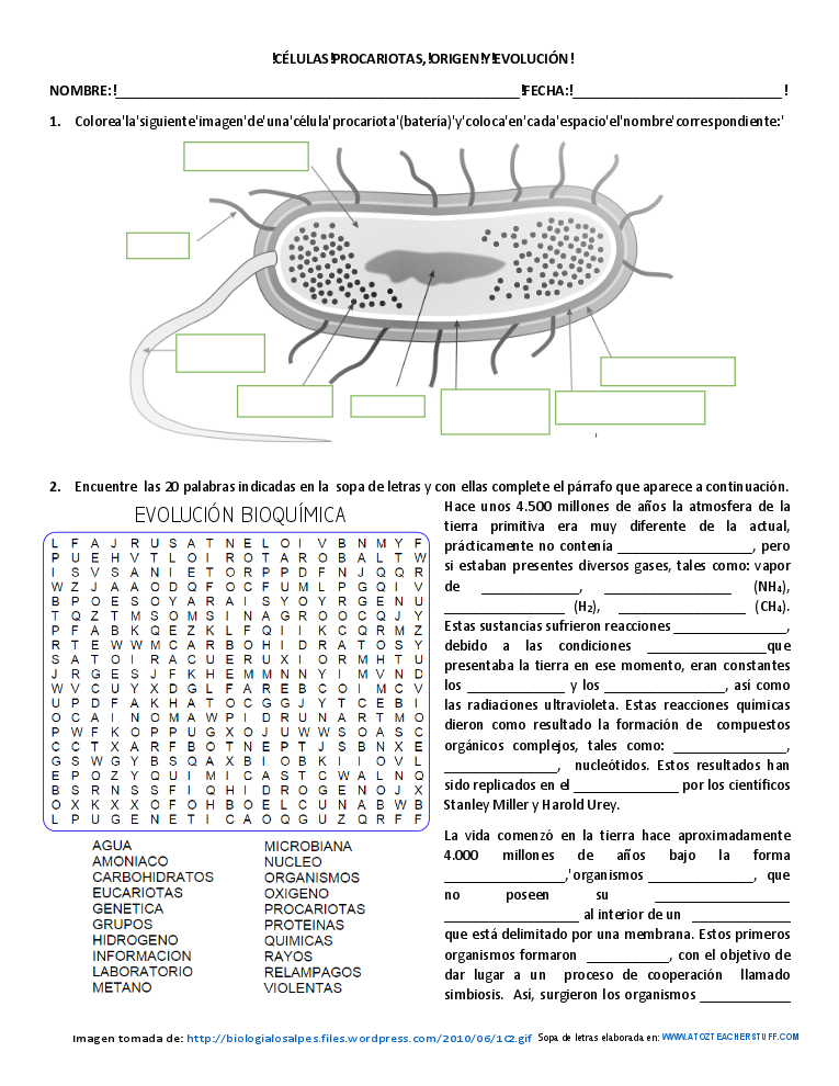 celulas procariotas origen y evolución