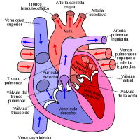 CORAZÓN