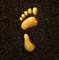 Potato-Print-RHS-600×605