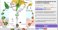 LA REPRODUCCIÓN SEXUAL EN LAS PLANTAS (5º PRIMARIA)