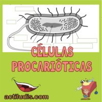 CÉLULAS-PROCARIÓTICAS