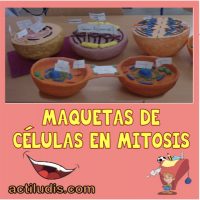 Maquetas-de-células-en-mitosis
