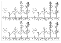 RECORTES-REINO-VEGETAL17